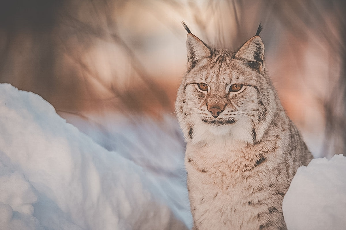 Messer Hunting, No.02 Luchs
