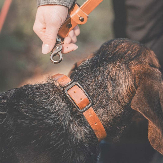 Roselli Hundehalsband