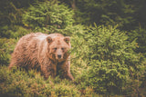Messer Hunting, No.03 Braunbär