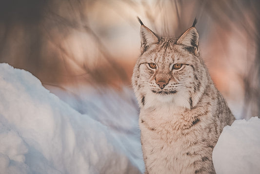 Messer Hunting, No.02 Luchs